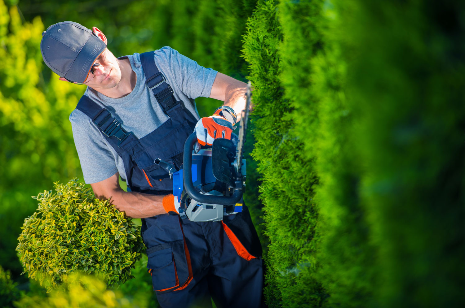 Hedge Trimming tree-service-02